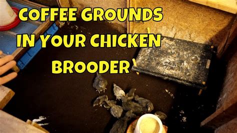 It's time to start drying out my <b>coffee</b> <b>grounds</b>, instead of putting them in my compost pile. . Coffee grounds bedding for chickens